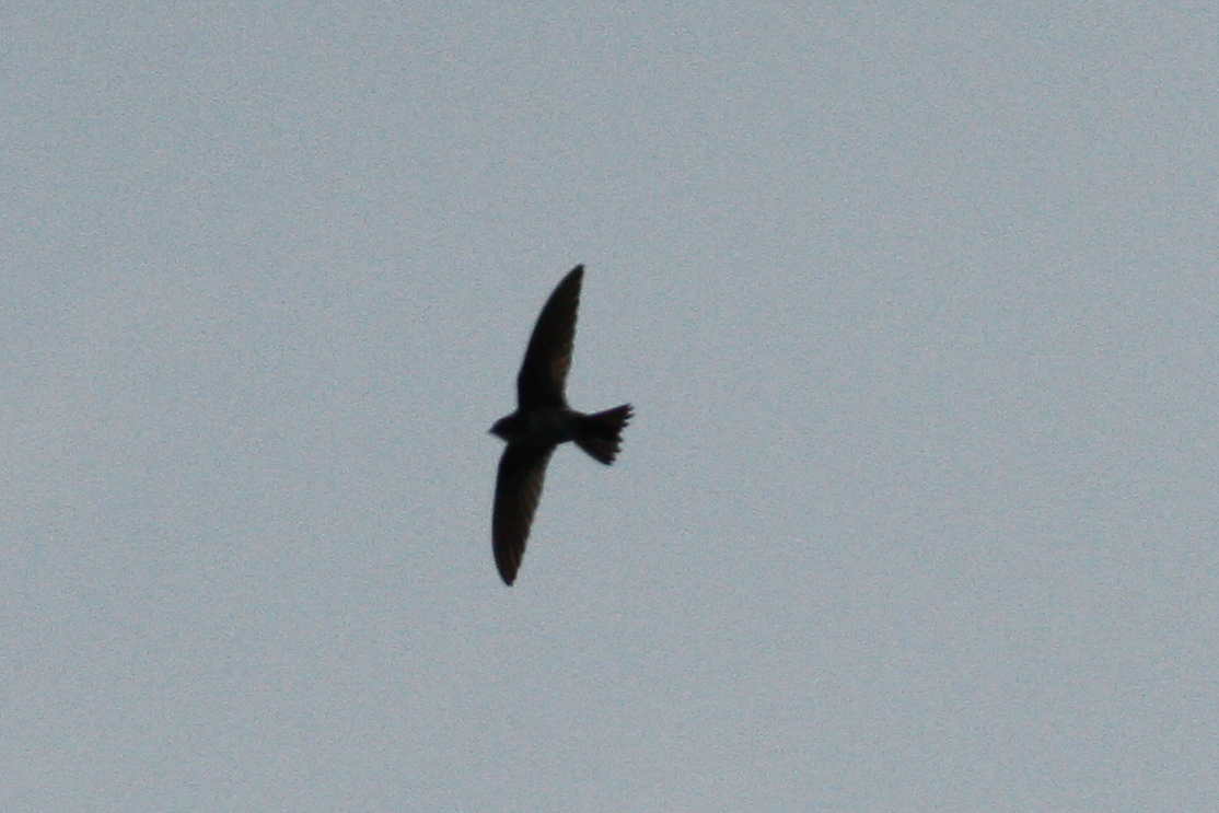 Brown-backed Needletail
