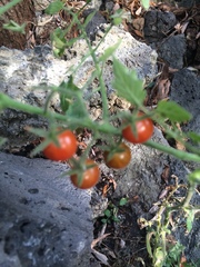 Solanum lycopersicum cerasiforme