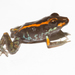 Pristimantis gaigei - Photo (c) Brian Gratwicke, algunos derechos reservados (CC BY)