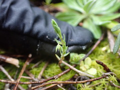 Lysimachia linum-stellatum, photograph Franck Cabot, CC BY, iNaturalist via GBIF