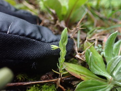 Lysimachia linum-stellatum, photograph Franck Cabot, CC BY, iNaturalist via GBIF