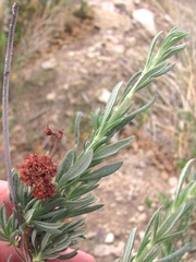 Eriogonum fasciculatum foliolosum