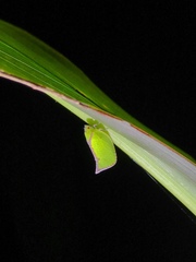 Salurnis marginella