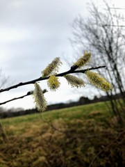 Cestrum salicifolium