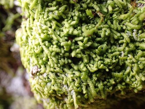 Image of Lejeunea cavifolia by (c) Elias, some rights reserved (CC BY)