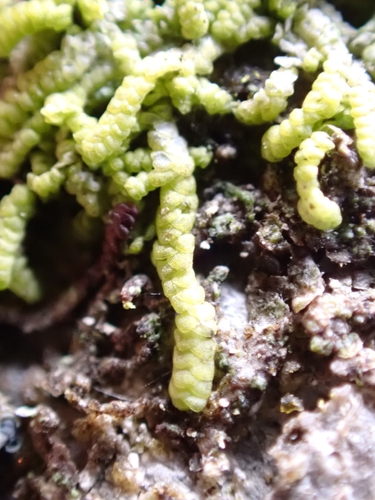 Image of Lejeunea cavifolia by (c) Elias, some rights reserved (CC BY)