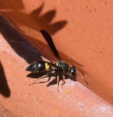 Ancistrocerus unifasciatus