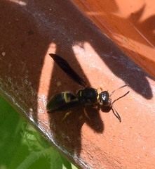 Ancistrocerus unifasciatus
