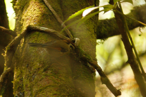 Schoeniparus castaneceps