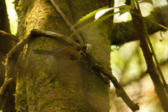 Schoeniparus castaneceps