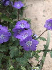 Phacelia patuliflora