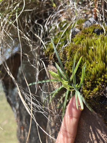 White Grass Aloe (Aloe albida)