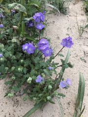 Phacelia patuliflora