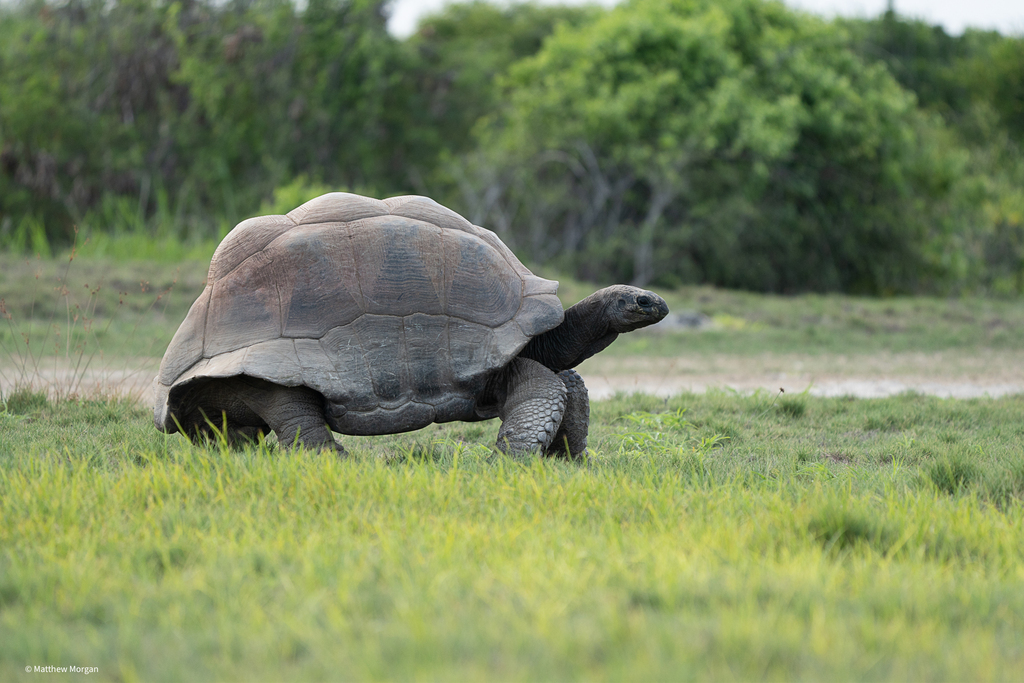 Aldabra giant tortoise walking across short grass with its head raised