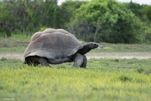 Aldabra Giant Tortoise, Aldabrachelys gigantea