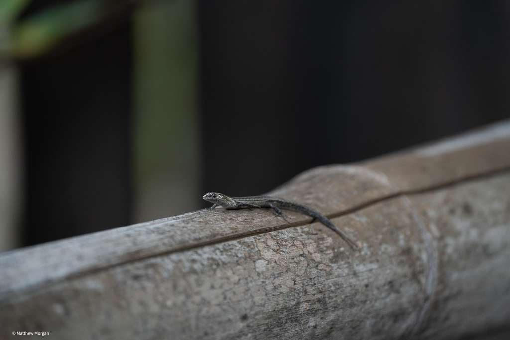 Aldabra Snake-Eyed Skink
