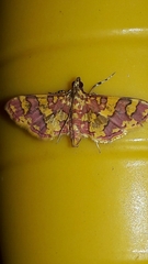Syngamia