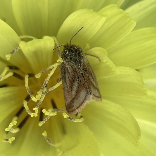 Schinia mitis photo 5
