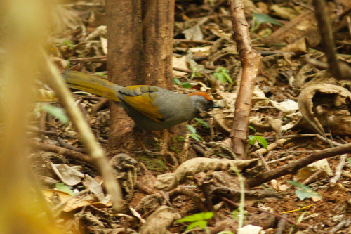 Trochalopteron melanostigma