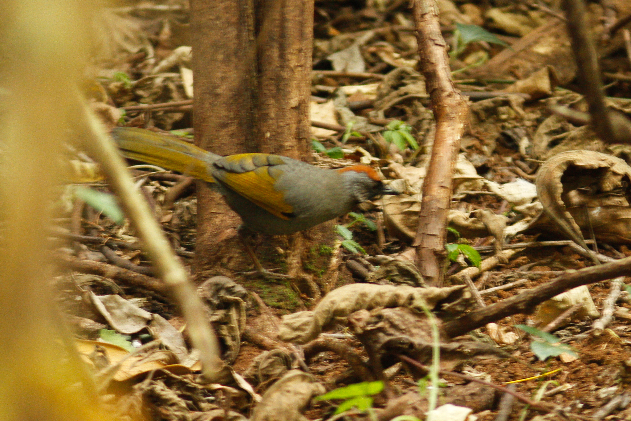 Silver-eared Laughingthrush