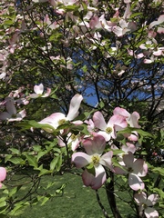 Cornus florida rubra