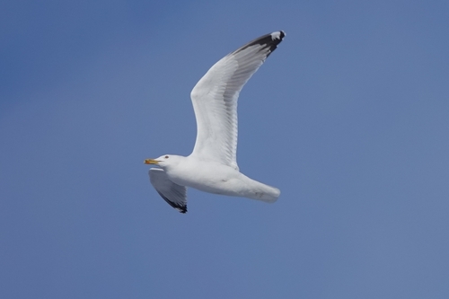 Gaviota del Caspio (Larus cachinnans)
