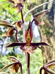 Catasetum saccatum, photograph author not stated, no rights reserved