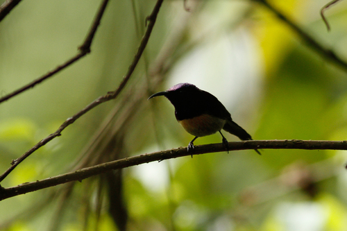Aethopyga saturata
