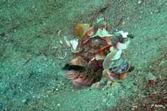 Black-Nape Shrimp-Goby photo 5