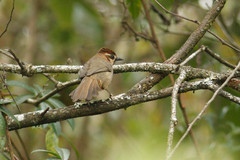 Pterorhinus sannio