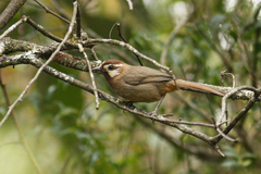 Pterorhinus sannio