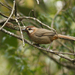 White-browed Laughingthrush - Photo (c) Julien Renoult, some rights reserved (CC BY), uploaded by Julien Renoult