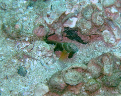 Cryptocentrus lutheri