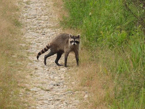 Common Raccoon photographed in South Dakota