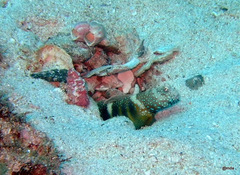 Cryptocentrus lutheri