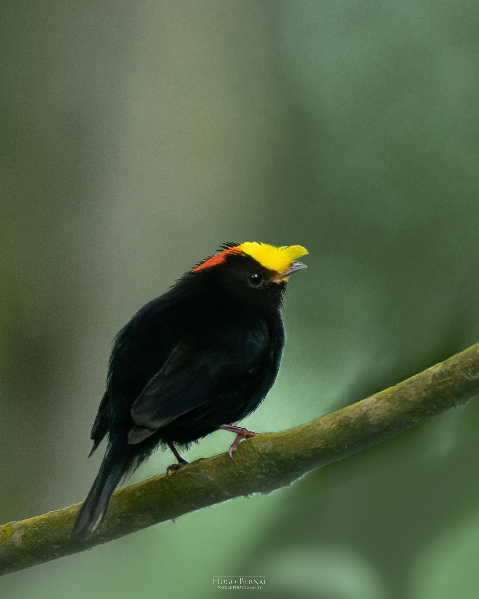 Golden-winged Manakin (Masius chrysopterus), photo 9