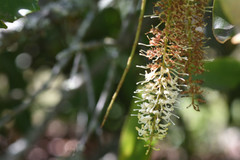 Macadamia integrifolia x tetraphylla