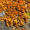 Elegant Sunburst Lichen - Photo (c) Hans Ritter, some rights reserved (CC BY-NC), uploaded by Hans Ritter