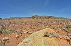 Agame Variable photo 5