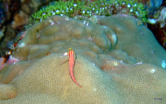 Helcogramma striata