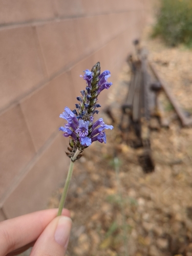 Lavandula multifida iNat (3)