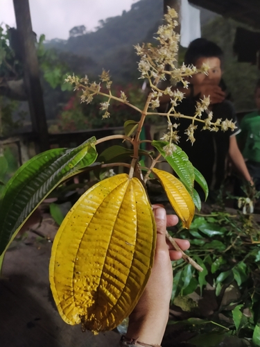 Miconia zubenetana