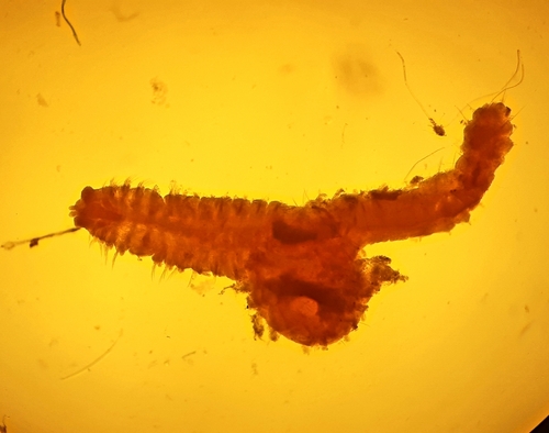 Representative image of Dipolydora flava