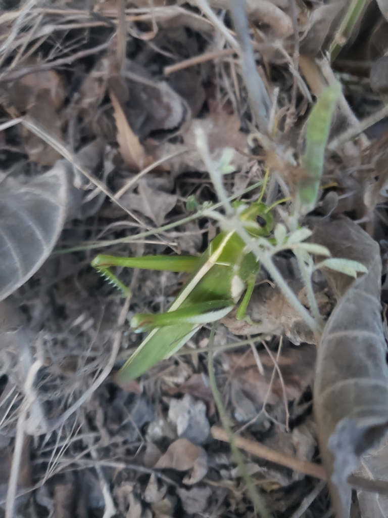 Acanthacris deckeni