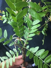 Styphnolobium affine