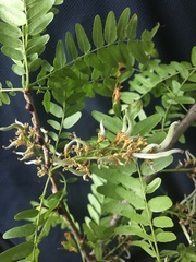 Styphnolobium affine