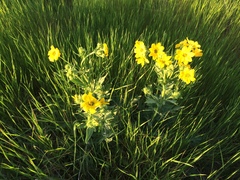 Engelmannia peristenia