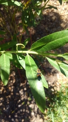 Oncopeltus fasciatus