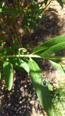 Oncopeltus fasciatus