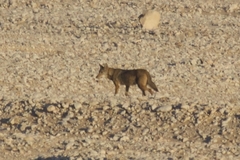 Canis lupaster lupaster